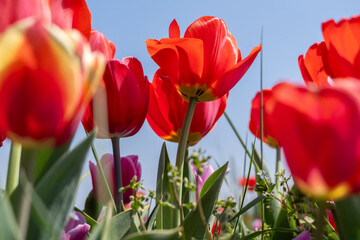 Fototapeta premium colourful orange, red, purple tulips field