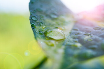 Close up of water drops on leaf with shining morning light.