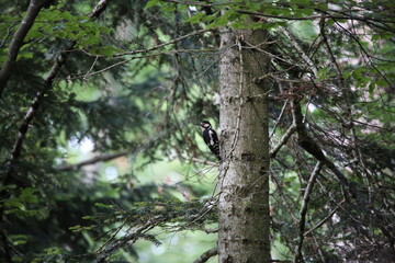 great spotted woodpecker on a tree