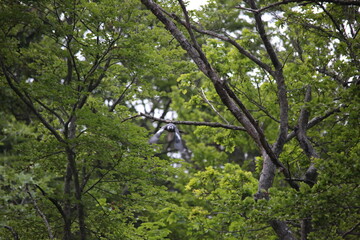 common wood pigeon sitting on a branch