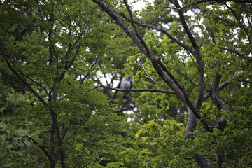 common wood pigeon sitting on a branch
