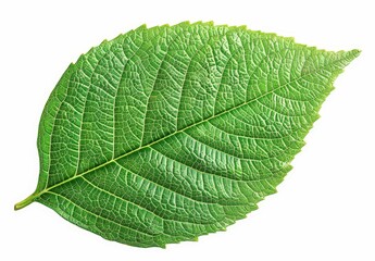  Close-up of a single green leaf with intricate vein details.
