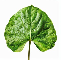  Vibrant Green Leaf Close-up