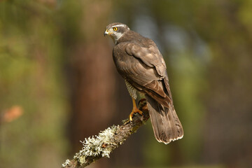 azor en el bosque con una presa