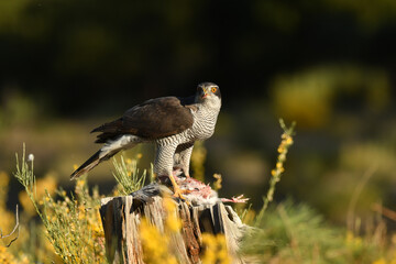 azor en el bosque con una presa