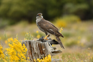 azor en el bosque con una presa