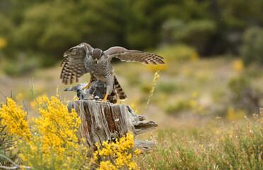 azor en el bosque con una presa