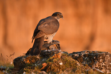 azor en el bosque con una presa