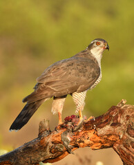 azor en el bosque con una presa