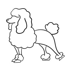 Poodle