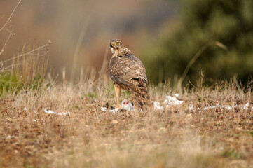 azor en el bosque con una presa