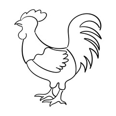 Rooster