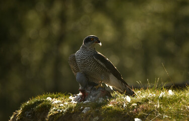 azor en el bosque con una presa