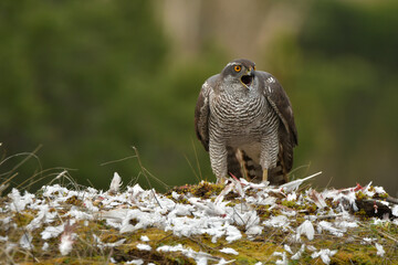 azor en el bosque con una presa