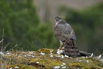 azor en el bosque con una presa