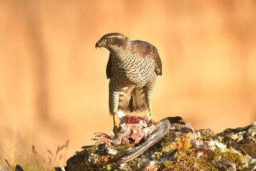 azor en el bosque con una presa