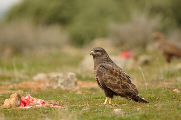 Rapaces con presas en la sierra abulense