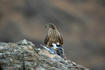 Rapaces con presas en la sierra abulense