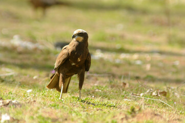 aguila lagunero en el bosque