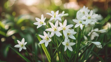 Blooming White Star of Bethlehem Flowers in Springtime Garden