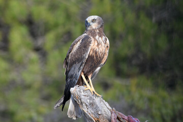 aguila lagunero en el bosque