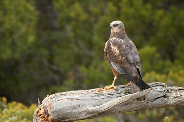 aguila lagunero en el bosque