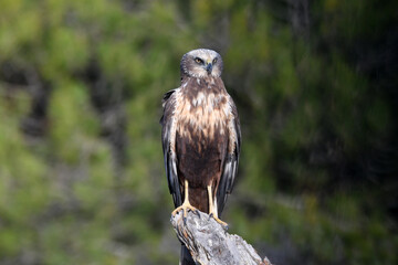 aguila lagunero en el bosque