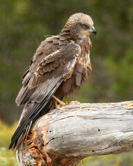 Aguila lagunero macho en su atalaya en el bosque