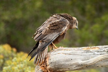 Aguila lagunero macho en su atalaya en el bosque