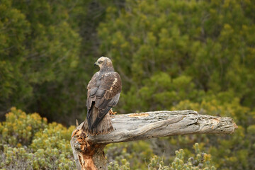 Aguila lagunero macho en su atalaya en el bosque