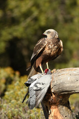el aguila lagunero en el bosque mediterráneo