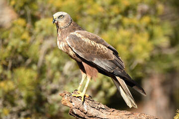 el aguila lagunero en el bosque mediterráneo