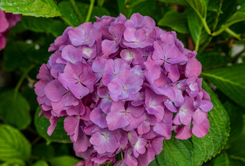 Spectacular photos of large leaf hydrangea