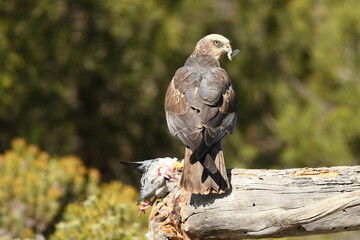 el aguila lagunero en el bosque mediterráneo