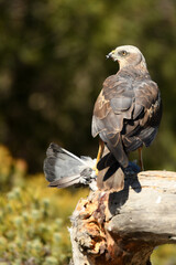 el aguila lagunero en el bosque mediterráneo