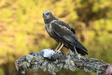 el aguila lagunero en el bosque mediterráneo