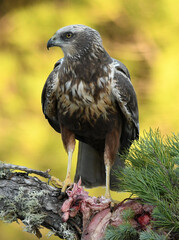 el aguila lagunero en el bosque mediterráneo