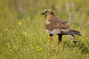el aguila lagunero en el bosque mediterráneo