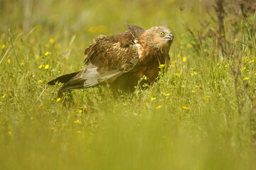 el aguila lagunero en el bosque mediterráneo