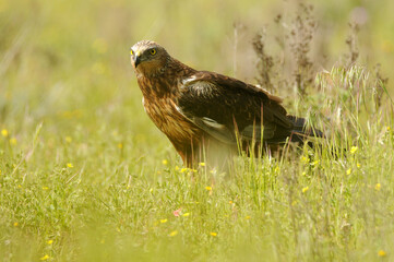 el aguila lagunero en el bosque mediterráneo
