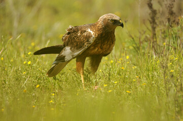 el aguila lagunero en el bosque mediterráneo