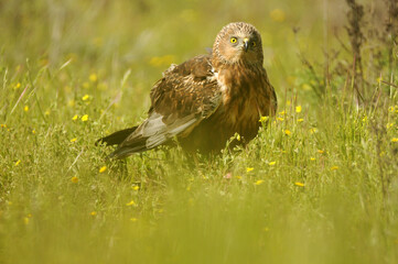 el aguila lagunero en el bosque mediterráneo