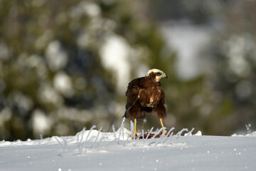 el aguila lagunero en el bosque mediterráneo