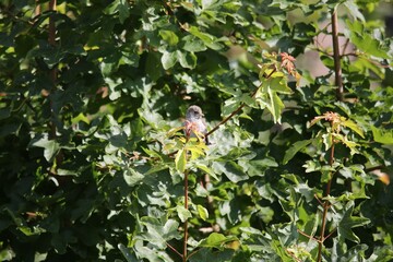 unknown baby fledgling bird sitting on a branch