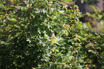unknown baby fledgling bird sitting on a branch