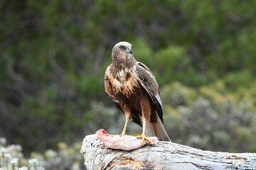 el aguila lagunero en el bosque mediterráneo