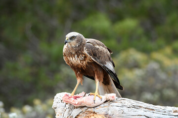 el aguila lagunero en el bosque mediterráneo