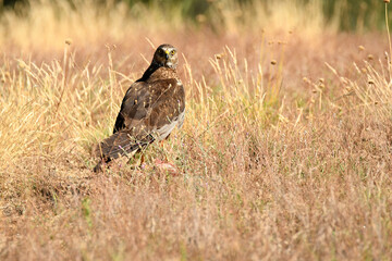 el aguila lagunero en el bosque mediterráneo