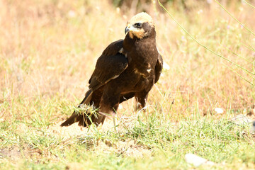 el aguila lagunero en el bosque mediterráneo
