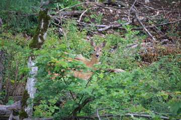 european red deer walking in the forest during dawn